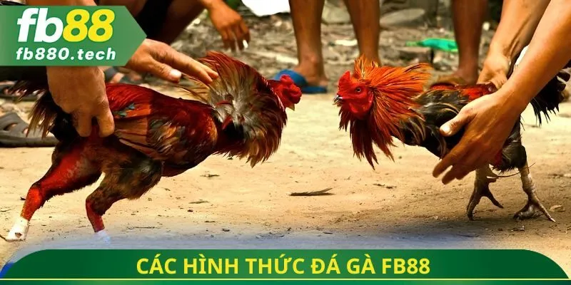 Các hình thức đá gà fb88 
