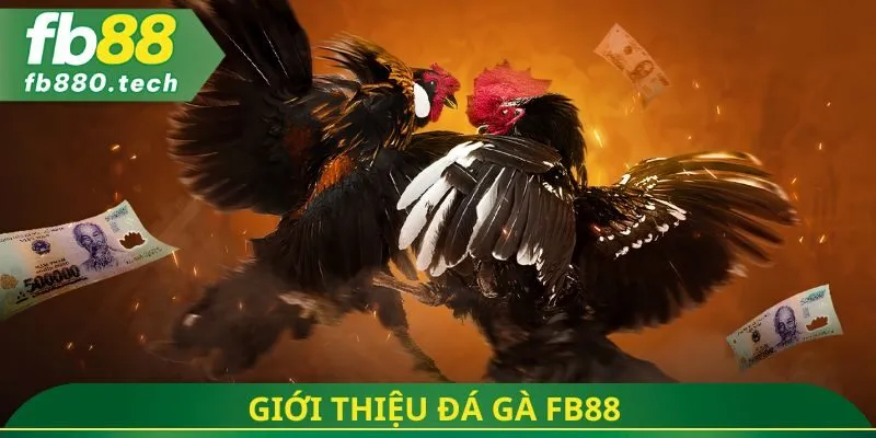 Giới thiệu đá gà fb88 