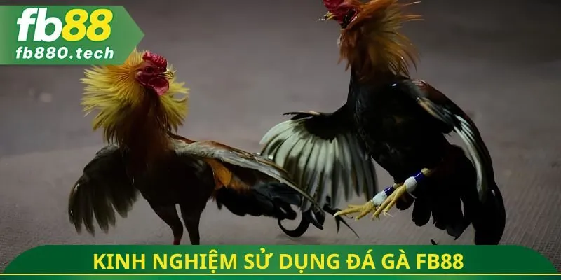 Kinh nghiệm sử dụng đá gà fb88 